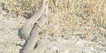 Bilecik’te yılanların dansı kameraya yansıdı