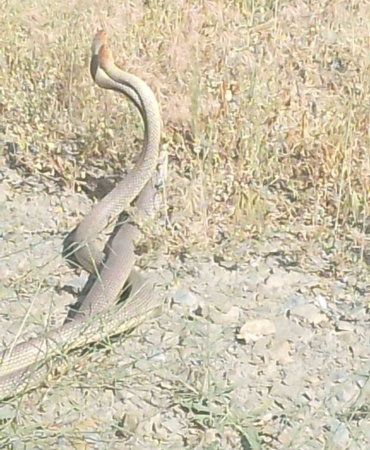 Bilecik’te yılanların dansı kameraya yansıdı