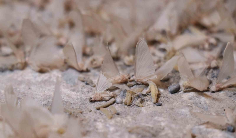 Bir gün sineklerinin ‘ölüm uçuşu’ başladı, vatandaş tarihi köprüye akın etti