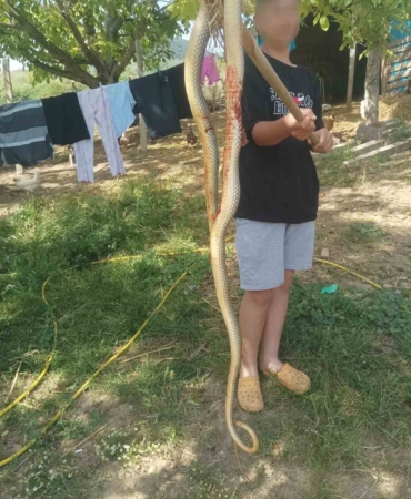 Bursa’da 2 metrelik dev yılan korkuttu