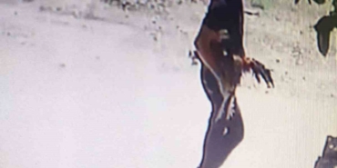 Bursa’da horoz hırsızı kamerada