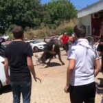 Bursa’da kaçan boğa ortalığı birbirine kattı