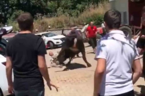 Bursa’da kaçan boğa ortalığı birbirine kattı