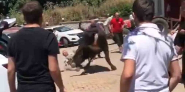 Bursa’da kaçan boğa ortalığı birbirine kattı