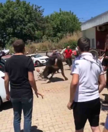 Bursa’da kaçan boğa ortalığı birbirine kattı