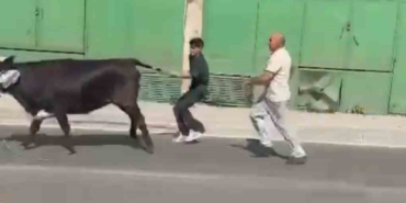 Bursa’da kaçan kurbanlıklar ortalığı birbirine kattı