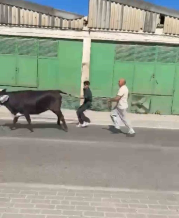 Bursa’da kaçan kurbanlıklar ortalığı birbirine kattı