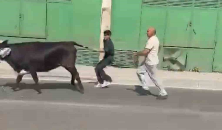 Bursa’da kaçan kurbanlıklar ortalığı birbirine kattı