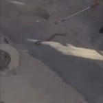 Bursa’da yılan paniği kamerada