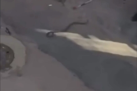 Bursa’da yılan paniği kamerada