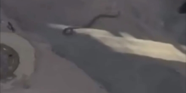 Bursa’da yılan paniği kamerada