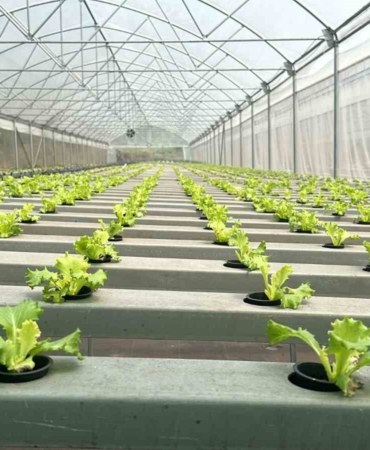 Bursa’nın sebzeleri Afrika’da yetiştiriliyor