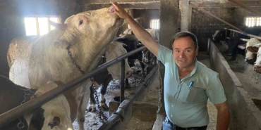 Çanakkale’de 1 ton 800 kilogram ağırlığındaki boğa 340 bin TL’den alıcısını bekliyor