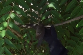 Çatıda ipe dolanan kuşu itfaiye ekipleri kurtardı