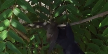 Çatıda ipe dolanan kuşu itfaiye ekipleri kurtardı