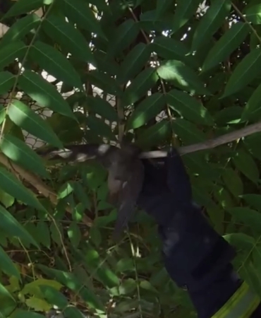 Çatıda ipe dolanan kuşu itfaiye ekipleri kurtardı