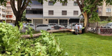 Cuma namazında cemaatin üzerine ağaç devrildi