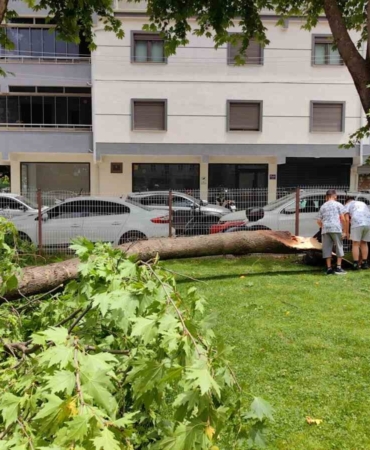 Cuma namazında cemaatin üzerine ağaç devrildi