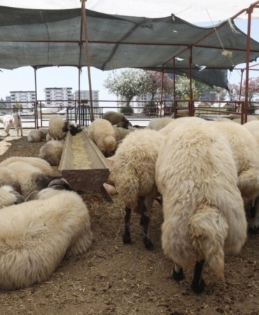Demir eksikliği olanlara Kurban Bayramı öncesi önemli tavsiye