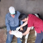 Demirköy’de buzağı aşılama ve küpe takma çalışmaları