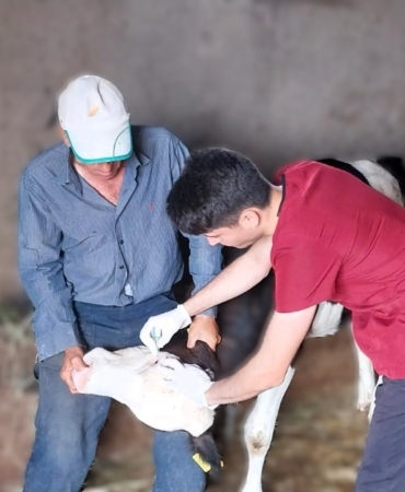 Demirköy’de buzağı aşılama ve küpe takma çalışmaları