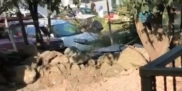 Düğün magandaları kamerada