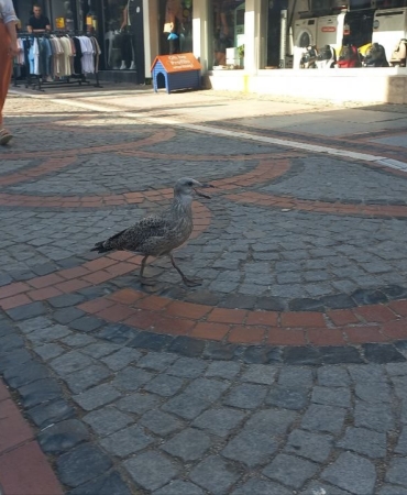 Edirne esnafı sıcaktan uçamayan martıyı kurtarmak için seferber oldu