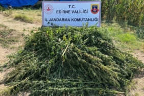 Edirne’de 5 bin 950 kök kenevir yakalandı