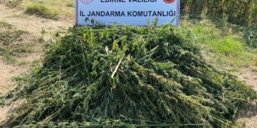 Edirne’de 5 bin 950 kök kenevir yakalandı
