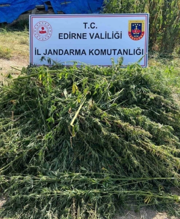 Edirne’de 5 bin 950 kök kenevir yakalandı