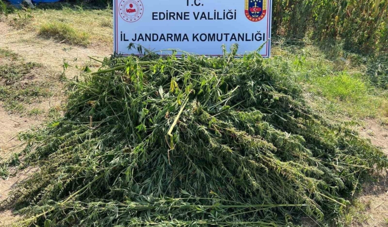 Edirne’de 5 bin 950 kök kenevir yakalandı