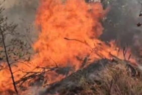 Edirne’de örtü yangını üç köye sıçradı: Tarlalar, ağaçlar, ahırlar alev alev yandı