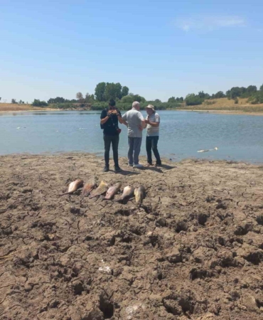 Edirne’de toplu balık ölümleri ile ilgili soruşturma başlatıldı