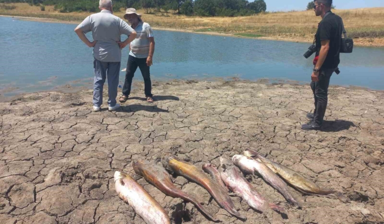 Edirne’de toplu balık ölümleri