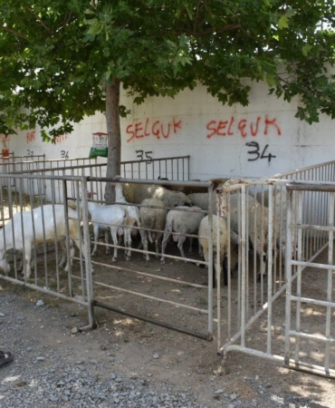 Edremit Kurban Bayramı’na hazır