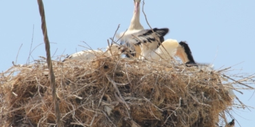 Elektrik direkleri üzerindeki leylek yuvalarına itinalı bakım