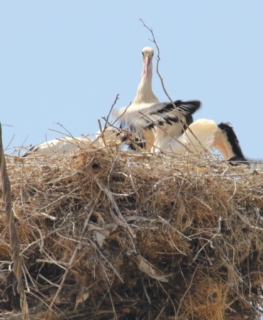 Elektrik direkleri üzerindeki leylek yuvalarına itinalı bakım