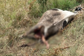 Erdek’te bir inek, yırtıcı hayvan saldırısına uğradı