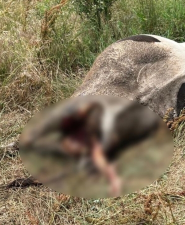 Erdek’te bir inek, yırtıcı hayvan saldırısına uğradı