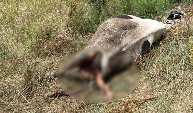 Erdek’te bir inek, yırtıcı hayvan saldırısına uğradı