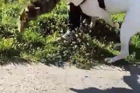 Esenler’de pitbull dehşeti kamerada: Saldırdığı kediyi adeta parçaladı