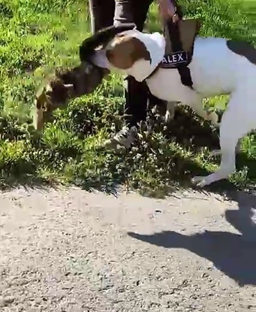 Esenler’de pitbull dehşeti kamerada: Saldırdığı kediyi adeta parçaladı