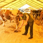 Esenyurt Belediyesi tarafından hayvansal atıklardan organik gübre elde ediliyor