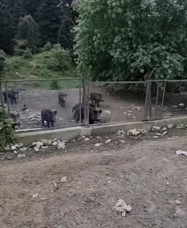 Eyüpsultan’da aç kalan domuzlar şehre indi: Köpeğin mamasını yediler