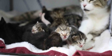 Eyüpsultan’da yavru kedilere "sütanneler” bakıyor