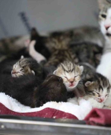 Eyüpsultan’da yavru kedilere "sütanneler” bakıyor