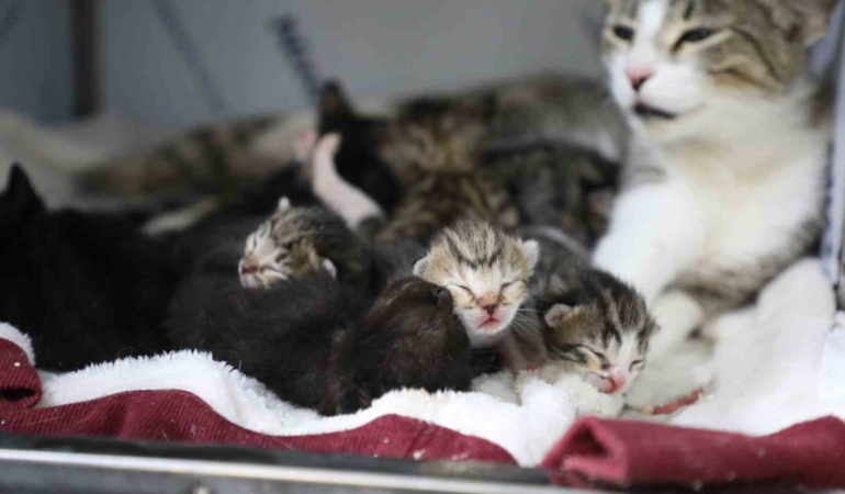 Eyüpsultan’da yavru kedilere "sütanneler” bakıyor