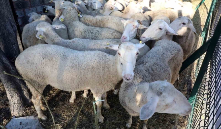 Eyüpsultanlı 55 şehit için kurban kesildi