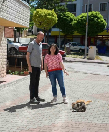 Hasta kedileri tedavi eden Bozüyük Belediyesi’ne hayvanseverden teşekkür