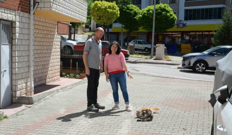 Hasta kedileri tedavi eden Bozüyük Belediyesi’ne hayvanseverden teşekkür